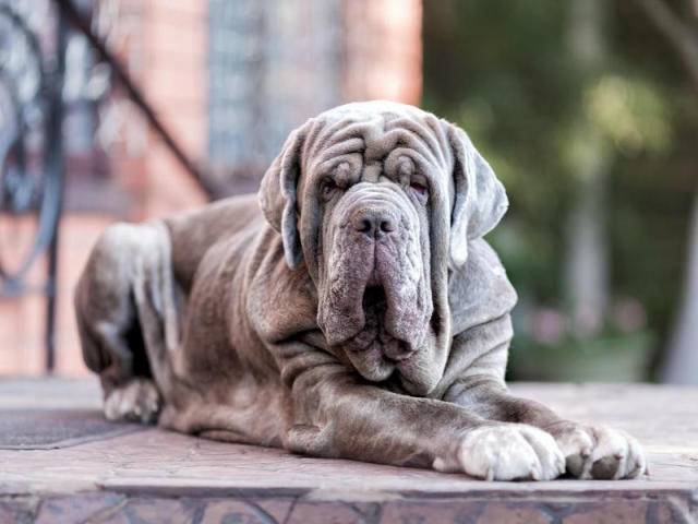 Chó Ngao Neapolitan Mastiff: Một Giống Chó Đặc Biệt Với Tính Cách Hiền Lành
